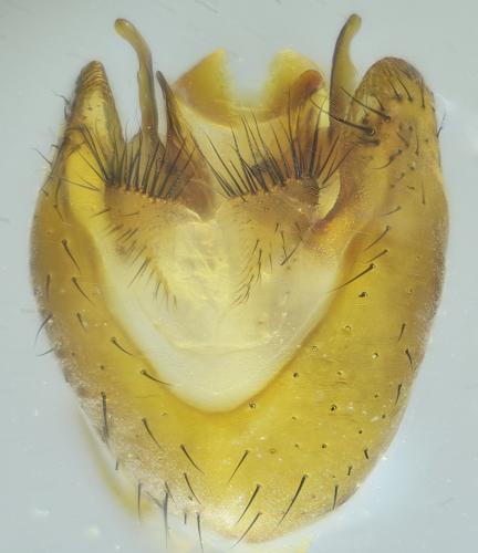 Prosopomyia pallida